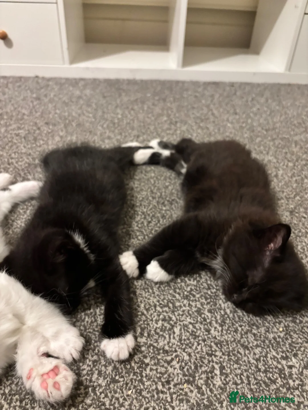 British Shorthair cats for sale: 2 lovely British short hair kittens - Advert 2