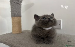 British Shorthair cats for sale: Gorgeous British Shorthair/ Ragdoll  - Image 2