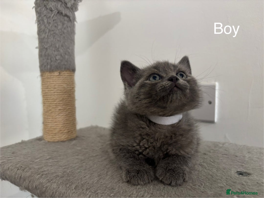 British Shorthair cats for sale: Gorgeous British Shorthair/ Ragdoll  - Image 2