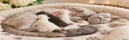 Devon Rex cats for sale: 3 stunning Devon Rex Boys Available GCCF - Advert 1