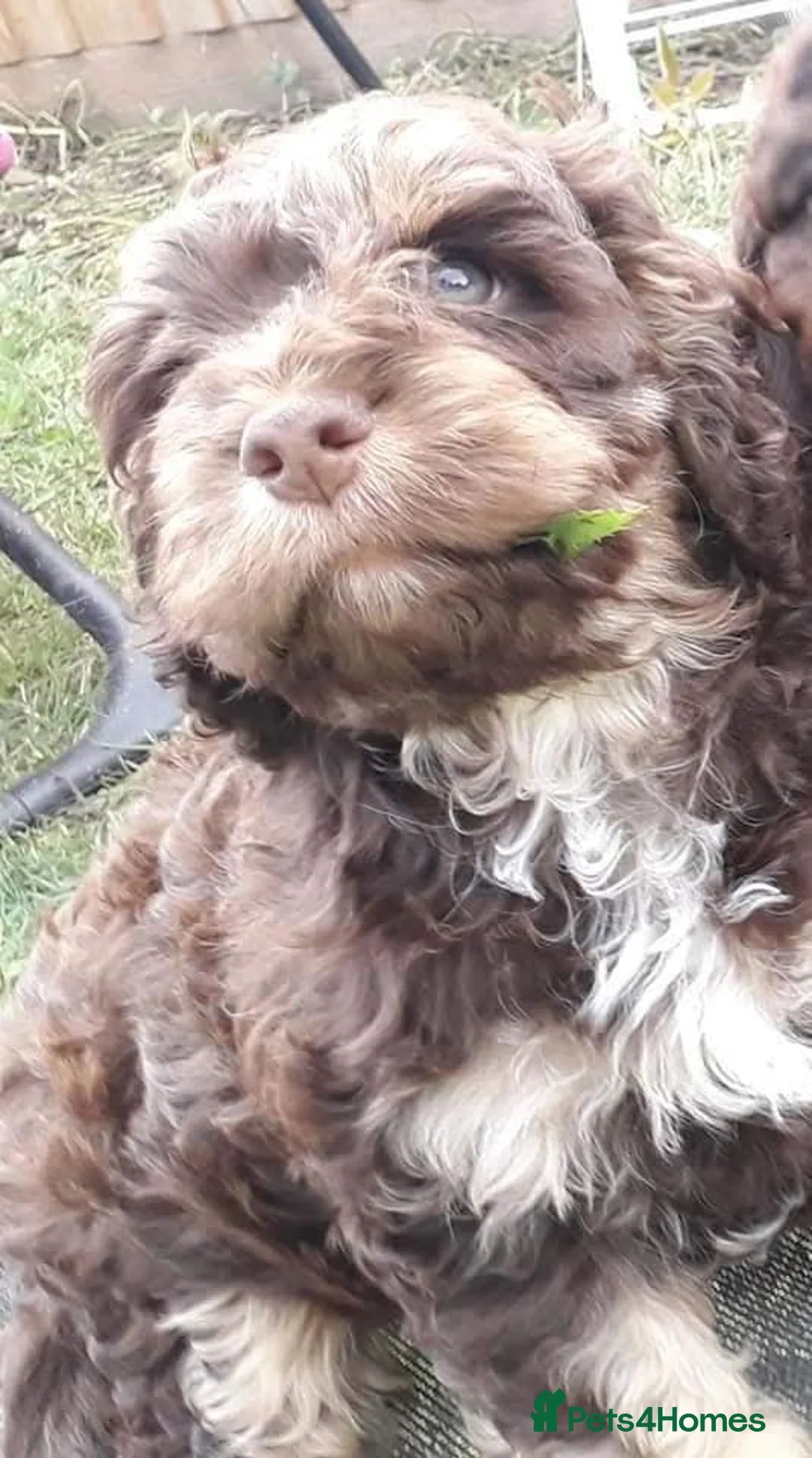 Cocker Spaniel dogs for sale: Beautiful show cockapoo litter due 1st march  - Advert 24
