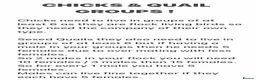 Quail poultry for sale: QUAILS/CHINESE PAINTED BUTTONS ! - Advert 39