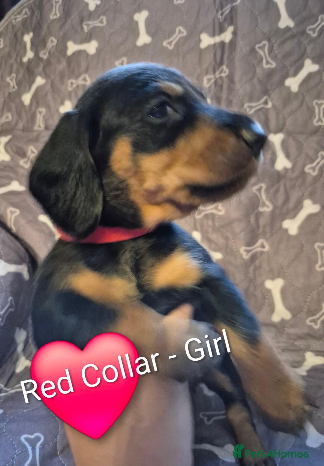 Dachshund dogs for sale: Standard Dachshund Puppies - Advert 5