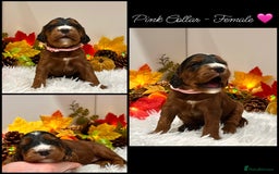 Cockapoo dogs for sale: 🌟Rare Red Sable F1B Mini Cockapoo’s🌟 DNA CLEAR ✅ - Image 3