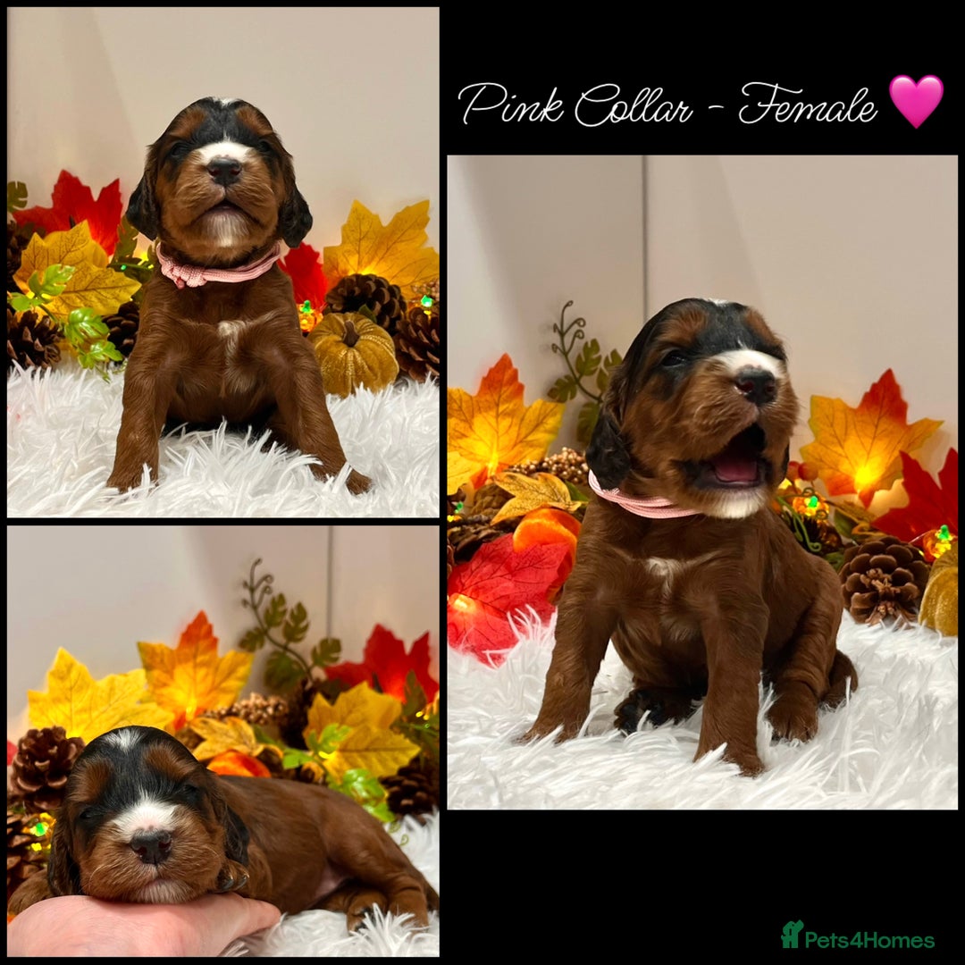 Cockapoo dogs for sale: 🌟Rare Red Sable F1B Mini Cockapoo’s🌟 DNA CLEAR ✅ - Image 3