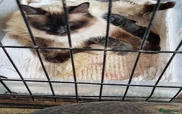 Ragcoon cats for sale: Ragcoon kittens for sale  - Image 6