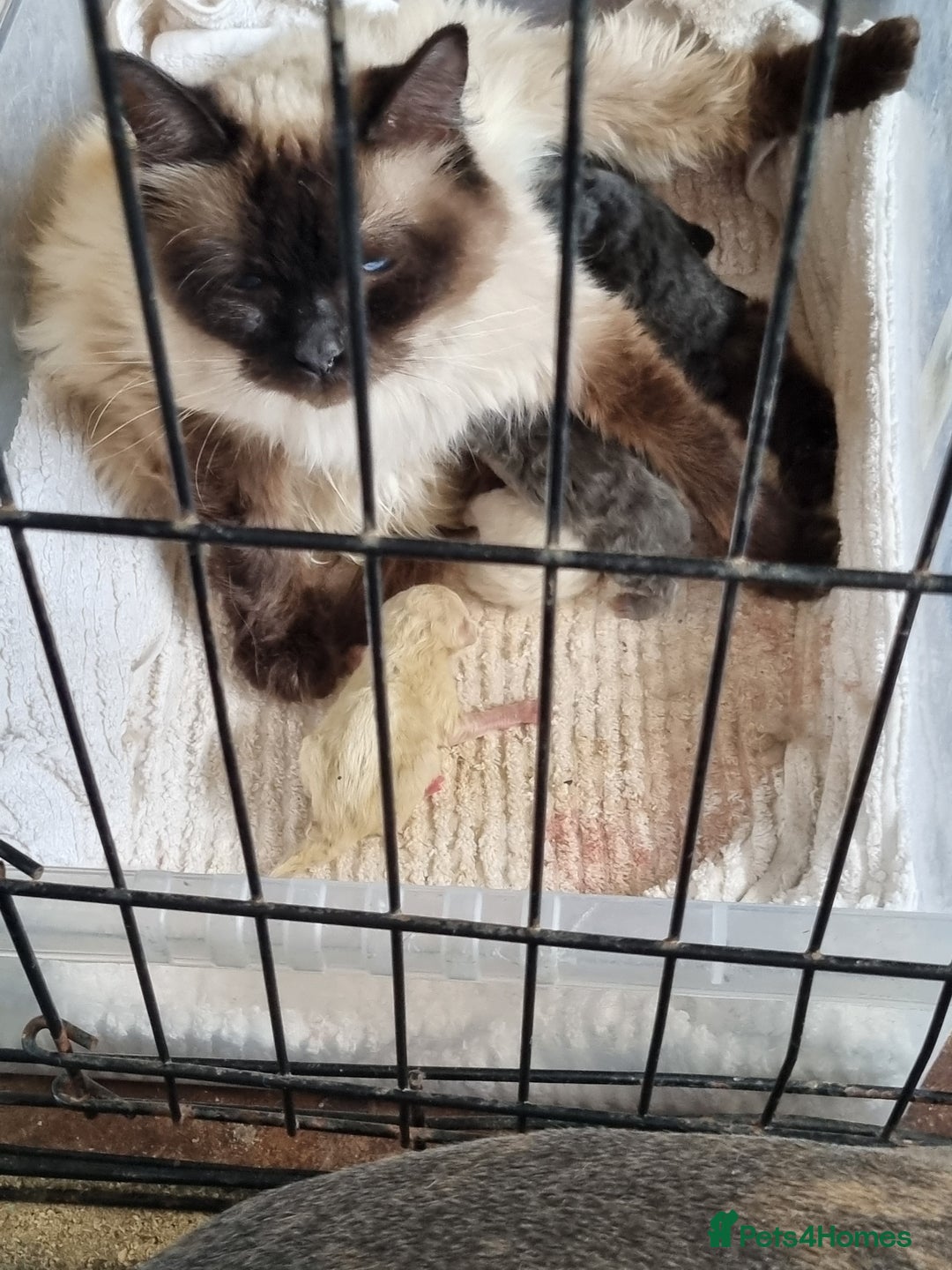 Ragcoon cats for sale: Ragcoon kittens for sale  - Image 6
