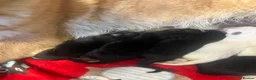 German Shepherd dogs for sale: German Shepherd Puppies, straight backed.  - Advert 3