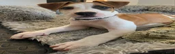Mixed Breed dogs for sale: Ridgeback/American terrier/ english bulldog mix  in Coventry - Advert 39