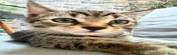 Domestic Shorthair cats for sale: Cute & playable kittens in Greenford - Advert 1