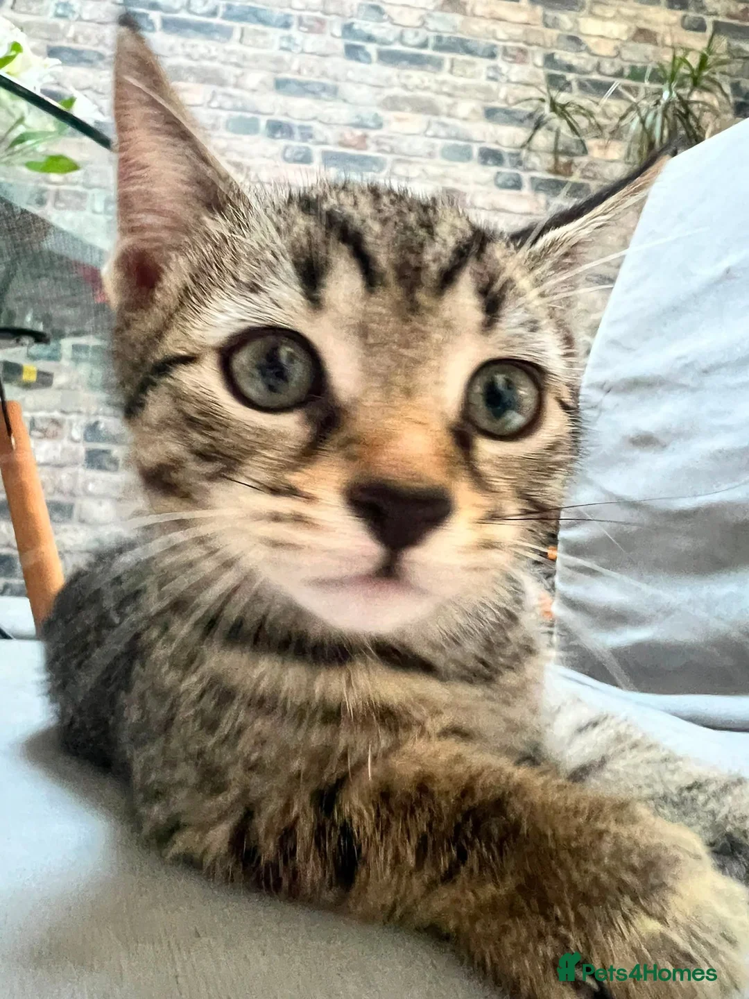 Domestic Shorthair cats for sale: Cute & playable kittens in Greenford - Advert 1