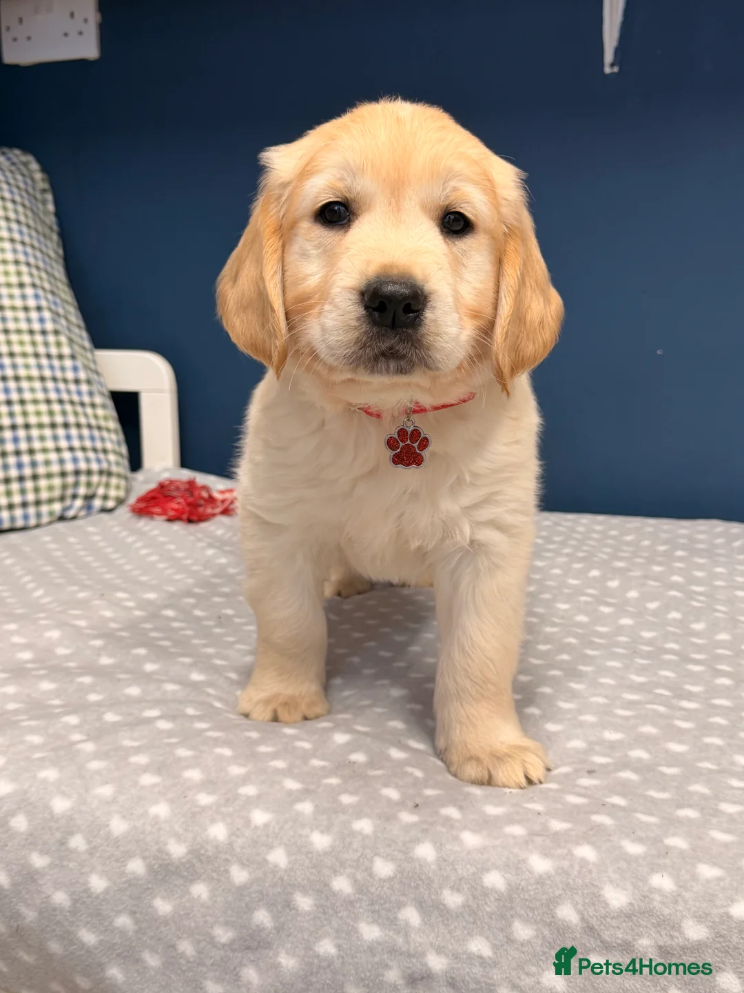 Golden Retriever dogs for sale: 🐶Fluffy bears looking for forever home💕💕 ! - Advert 28