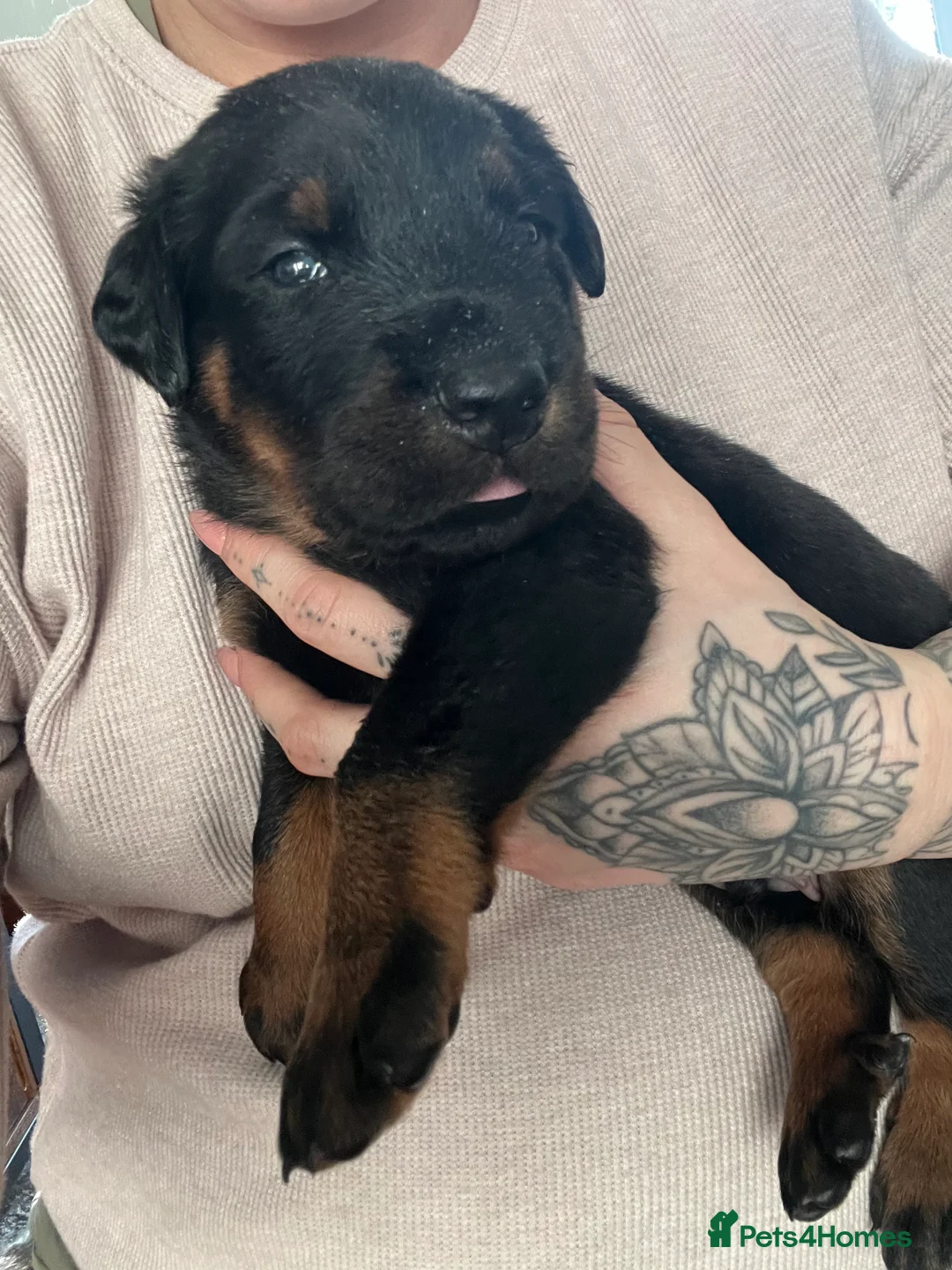 Mixed Breed dogs for sale: Adorable Doberman & Beauceron puppies for sale - Advert 20