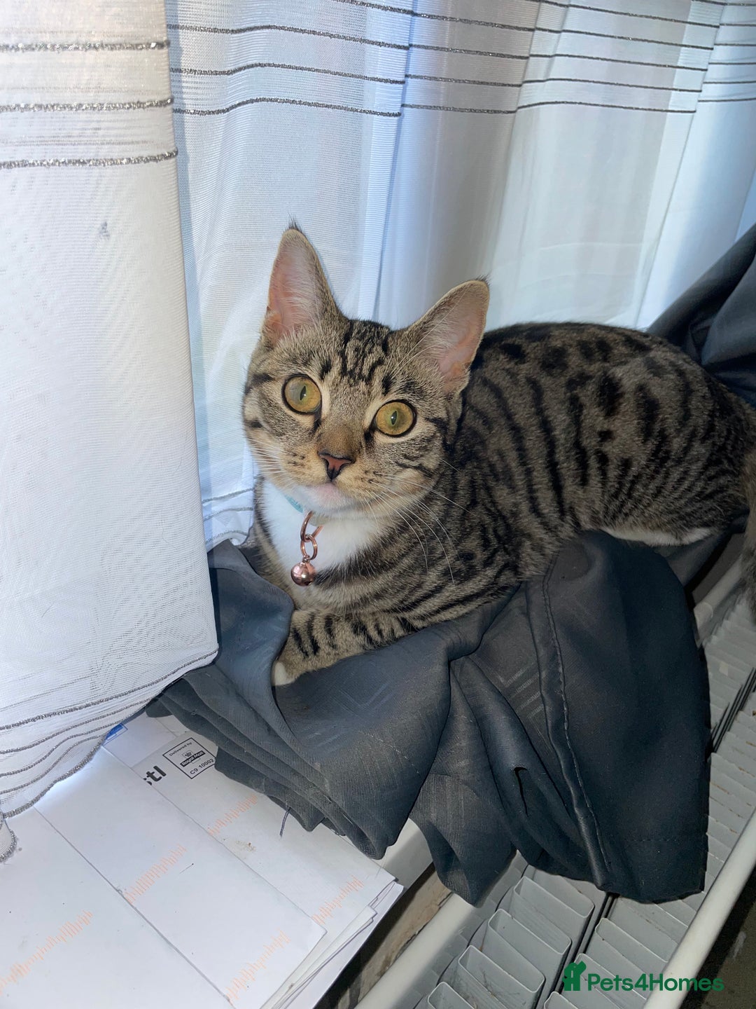 Bengal cats for sale: ✨ Loving Home Wanted for Beautiful Bengal-Tabby ✨ - Image 9
