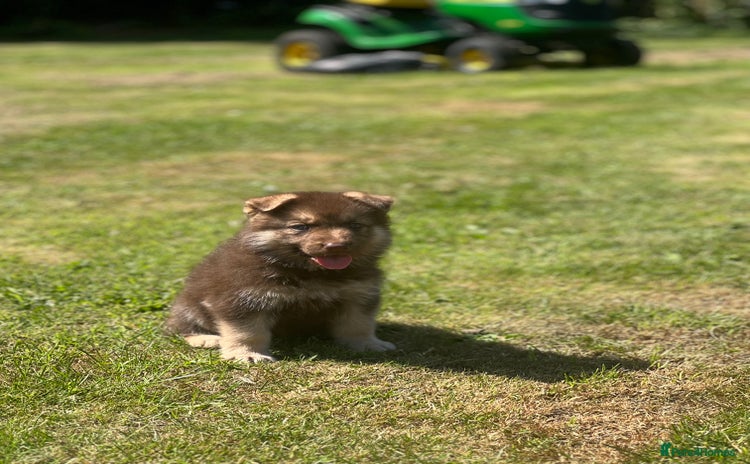 German Shepherd dogs - Advert 11