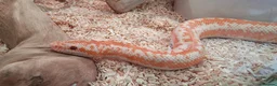 Snake reptiles for sale: Rosy Boa, Albino Coastal Female CB23 - Advert 6
