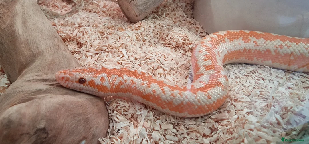 Snake reptiles for sale: Rosy Boa, Albino Coastal Female CB23 - Advert 6