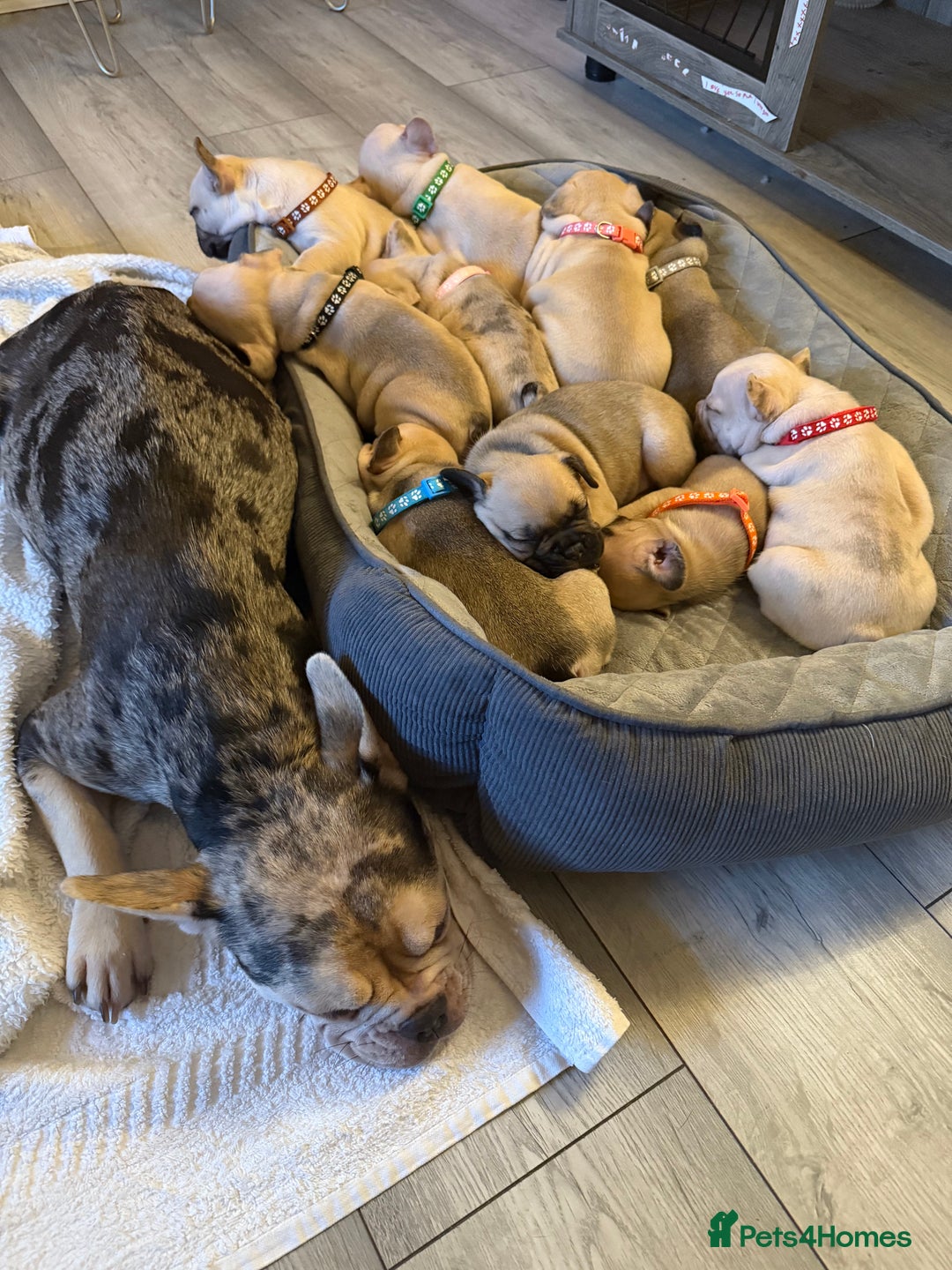 French Bulldog dogs for sale: 10 stunning coloured French bulldogs🐾 - Advert 15