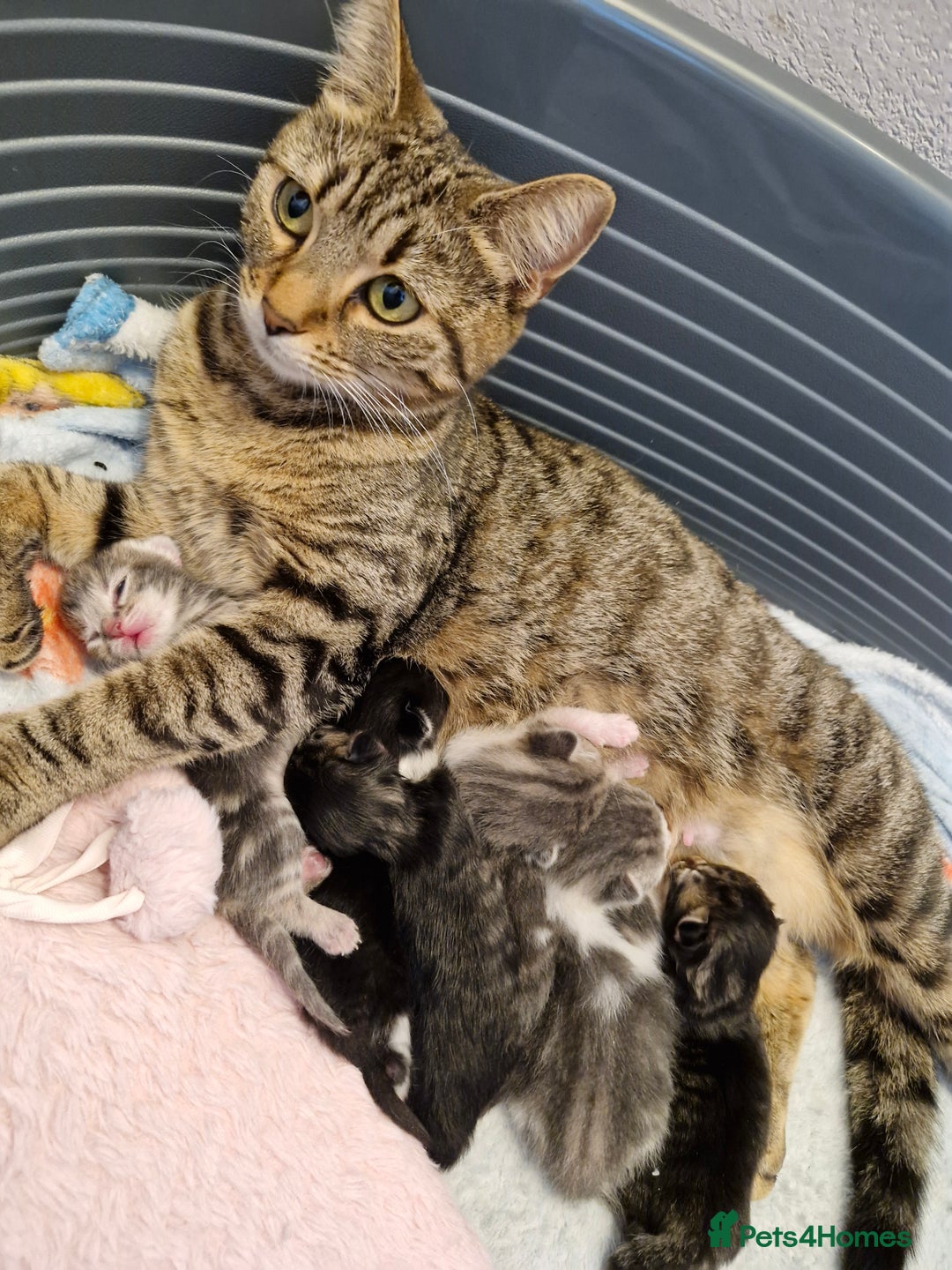 Mixed Breed cats for sale: Mixed Bengal Kittens  - Image 14