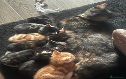 Mixed Breed cats for sale: 6 playful kittens - Image 1