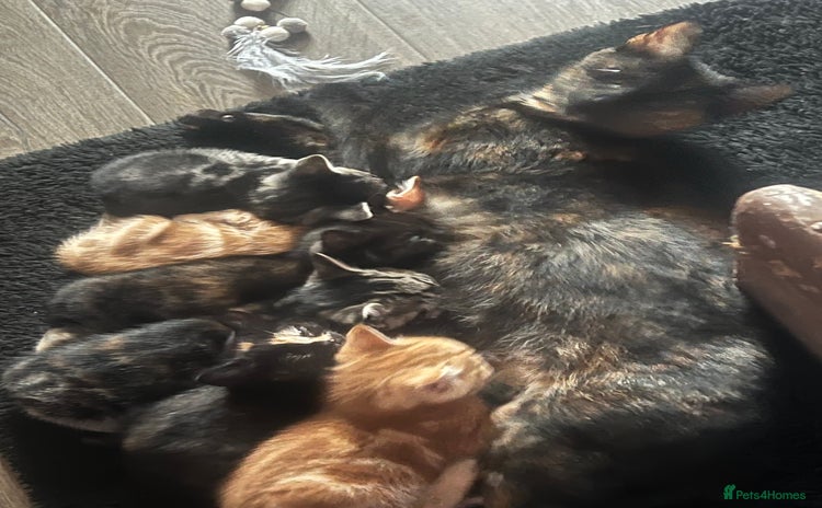 Mixed Breed cats - Advert 1