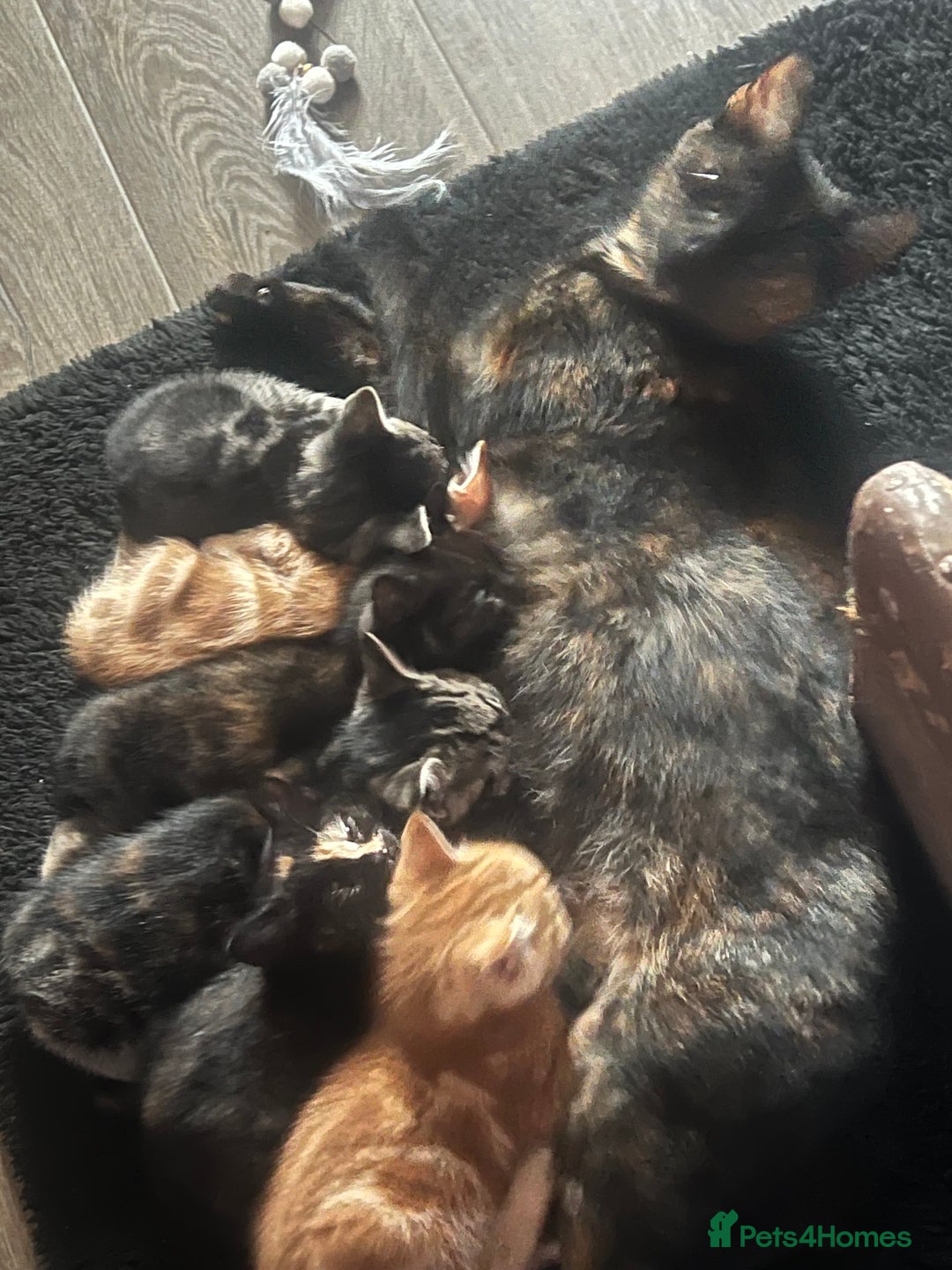 Mixed Breed cats for sale: 6 playful kittens - Image 1