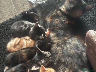 Mixed Breed cats - Advert 12