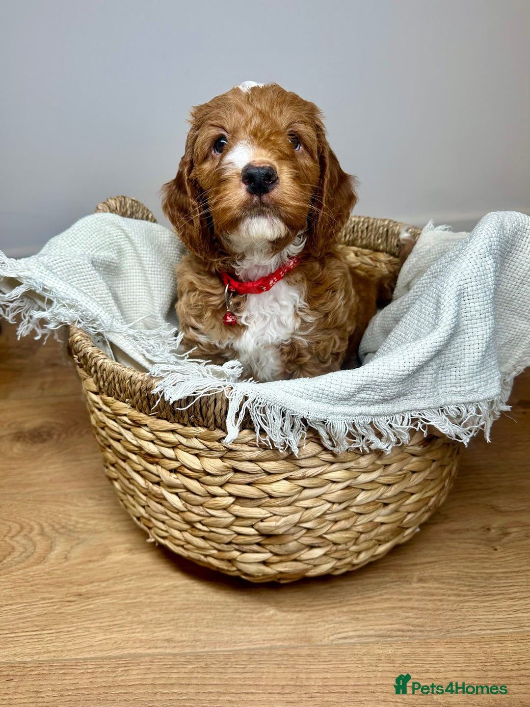 Cockapoo dogs for sale: Red Mini Cockapoo Puppies-Ready - 14 of January  - Advert 5