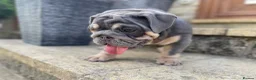 English Bulldog dogs for sale: English bulldogs blue tan fully suited boy & girl - Advert 11