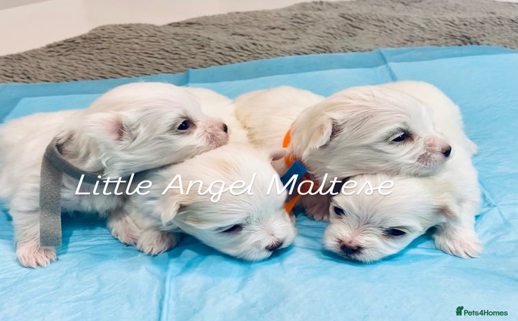 Maltese dogs - Advert 8