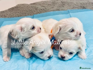 Maltese dogs - Advert 24