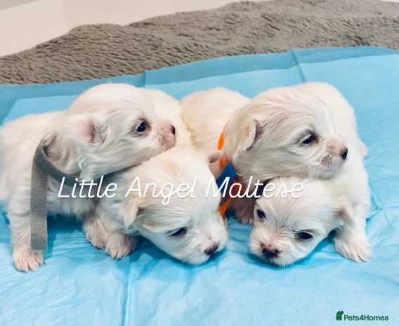 Maltese dogs - Advert 8