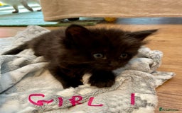 Ragdoll cats for sale: Half Ragdoll KITTENS - Image 31