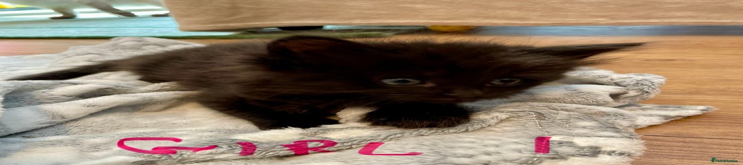 Ragdoll Kitten 4