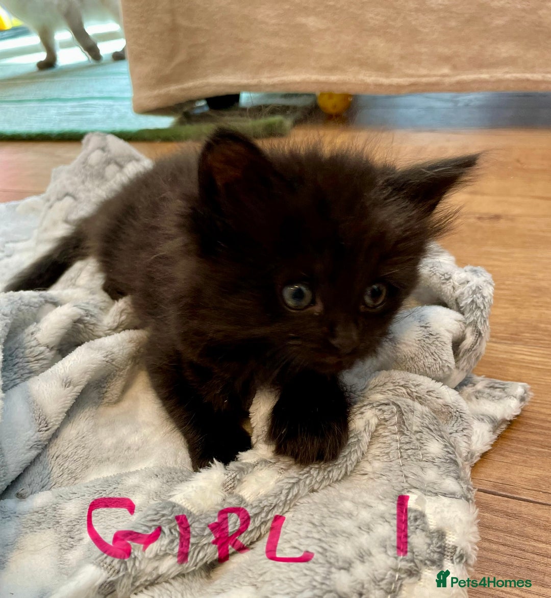 Ragdoll cats for sale: Half Ragdoll KITTENS - Image 31