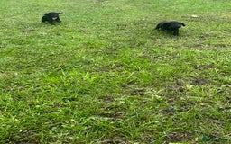 Cocker Spaniel dogs for sale: 7 gorgeous cocker spaniel puppies - Image 13