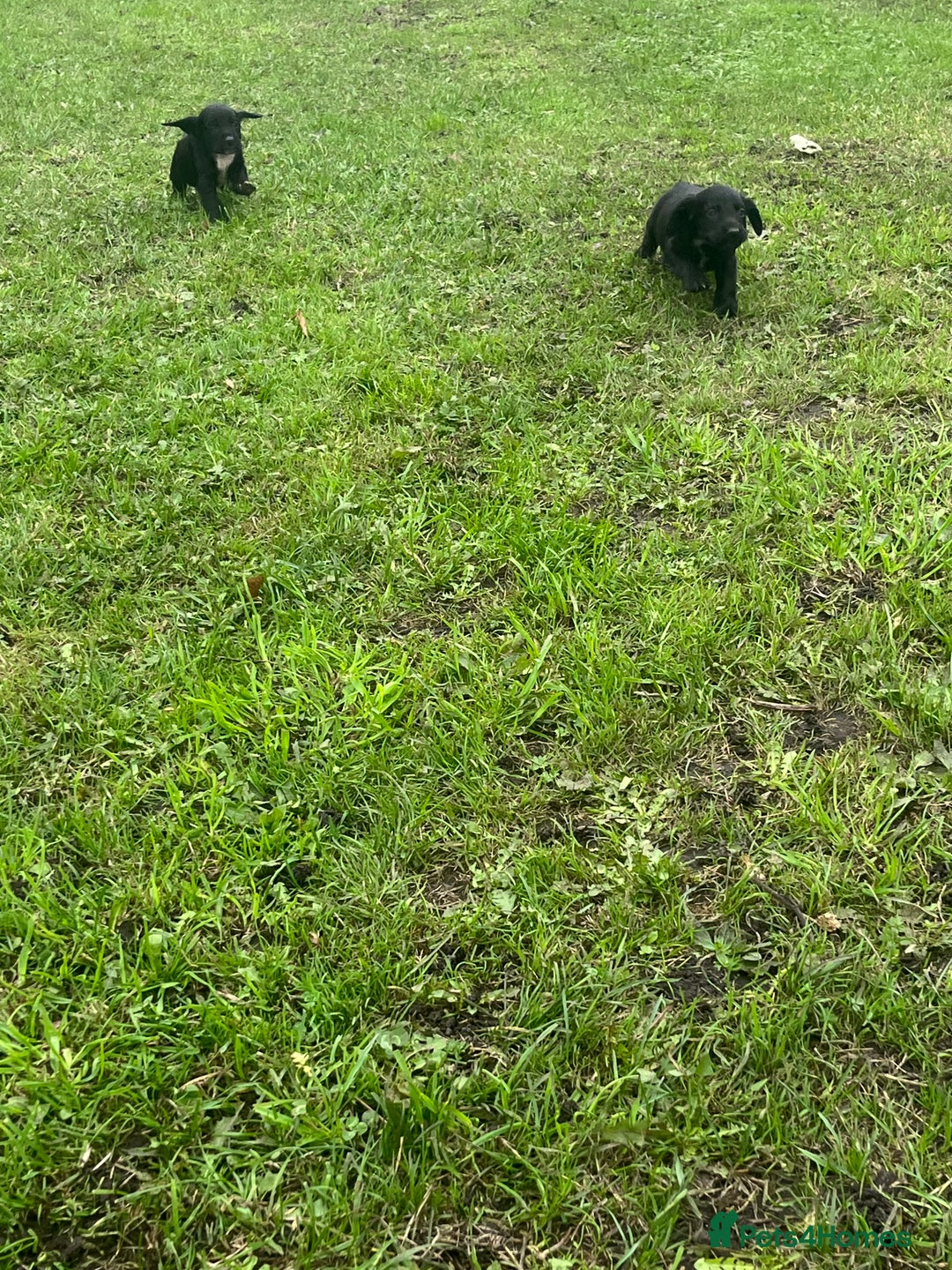 Cocker Spaniel dogs for sale: 7 gorgeous cocker spaniel puppies - Image 13