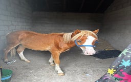 Welsh Section A horses for sale: Teddy 18 month sec a  - Image 14