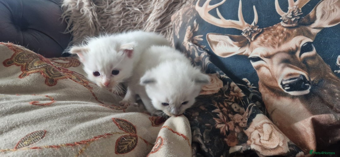 Ragdoll cats for sale: Ragdoll kittens looking for forever homes - Advert 6