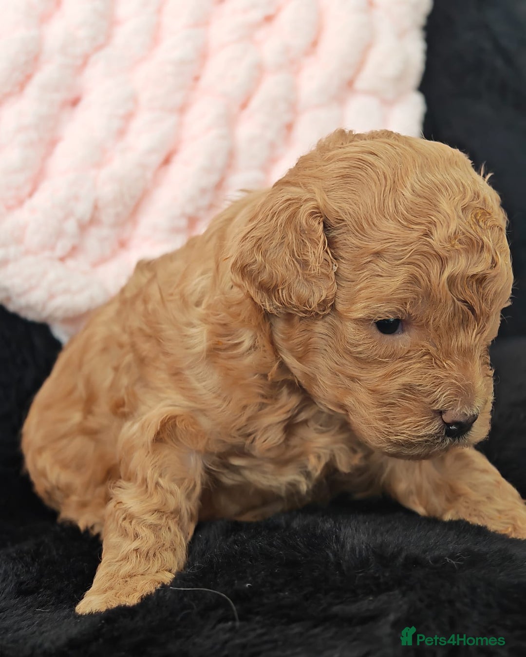 Mixed Breed dogs for sale: BEAUTIFUL SMALL MALTIPOO  BABY'S  - Image 11