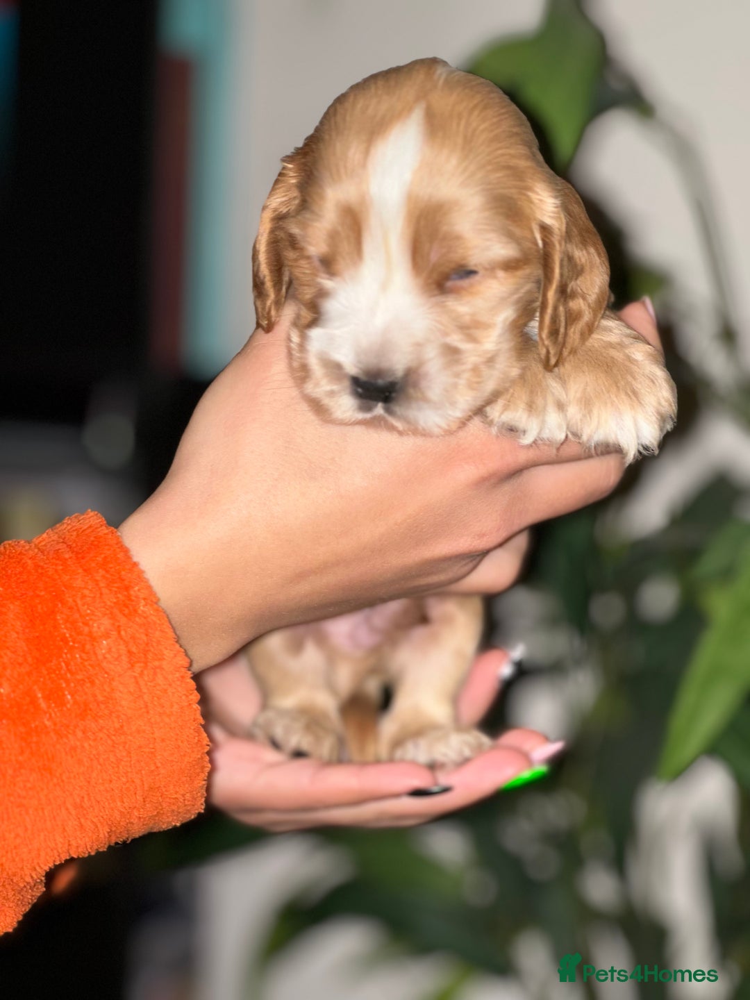 Cocker Spaniel dogs for sale: KC Stunning Golden Show-Type Cocker Spaniel  - Advert 15