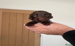 Cocker Spaniel dogs for sale: Working cocker spaniels - Image 7