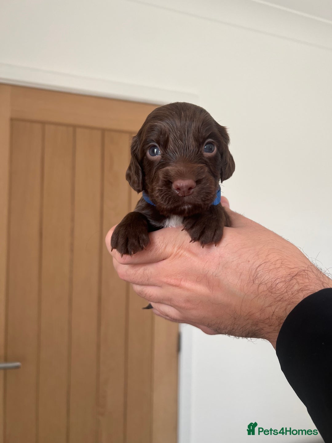 Cocker Spaniel dogs for sale: Working cocker spaniels - Image 7