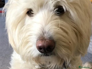 Labradoodle dogs Australian labradoodle extensively health tested in Bedford - Advert 2