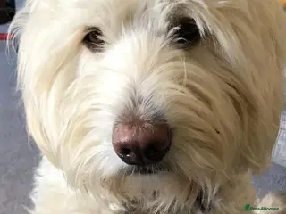 Labradoodle dogs Australian labradoodle extensively health tested - Advert 7