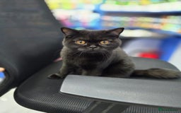 British Shorthair cats for sale: British shorthairs kittens - Image 12