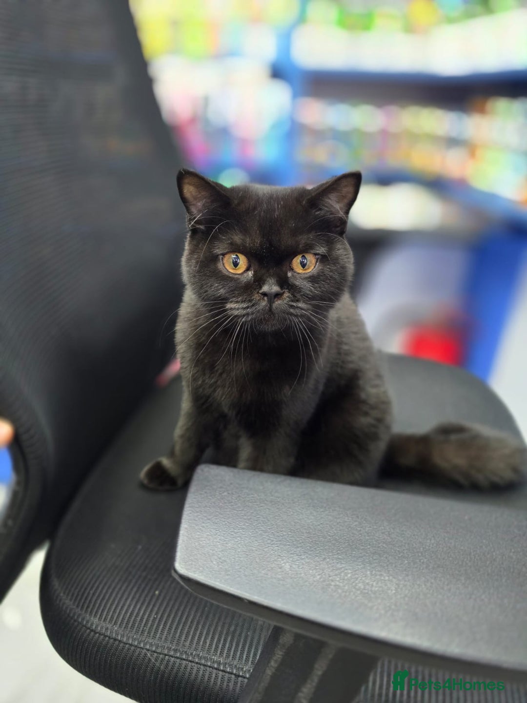 British Shorthair cats for sale: British shorthairs kittens - Image 12