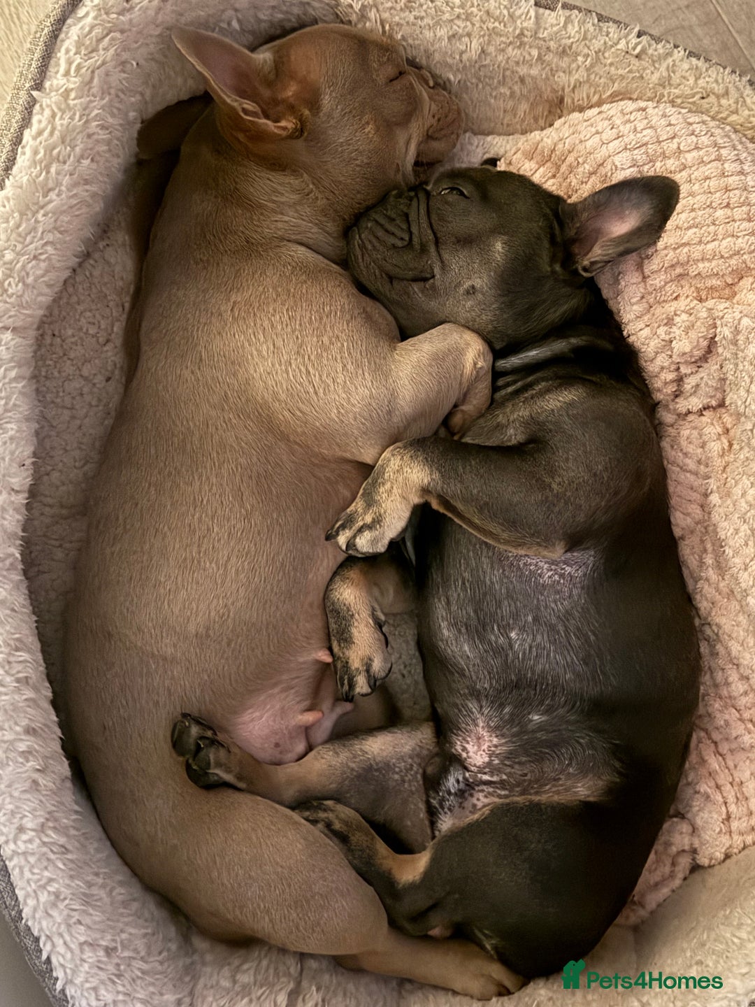 French Bulldog dogs for stud: PABLO 🐶 for stud - Black Compact Frenchie - Advert 8