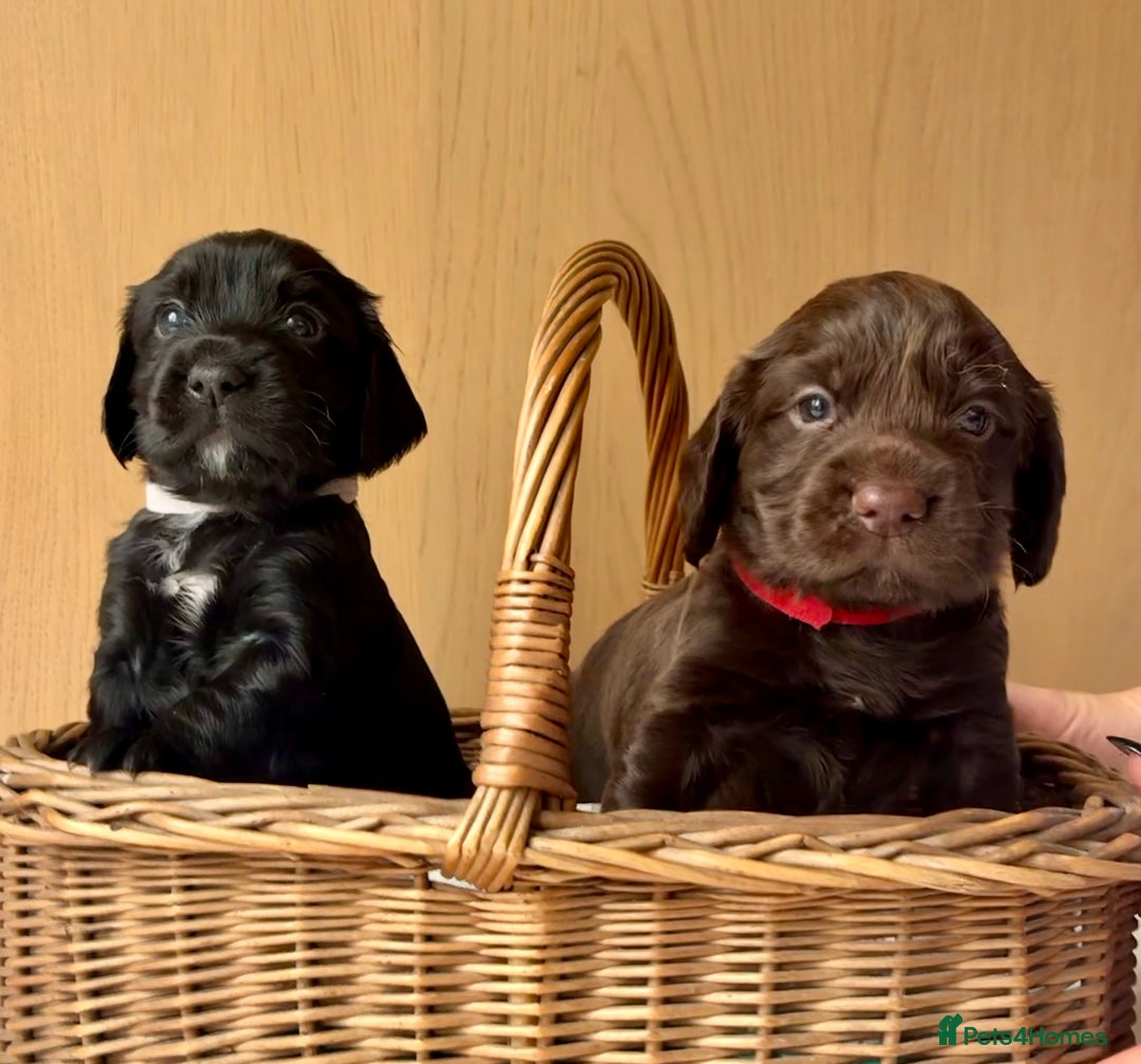 Cocker Spaniel dogs for sale: Beautiful KC REG Working Cocker Spaniel Puppies - Image 3