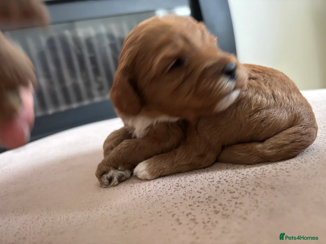 Cavapoo dogs for sale: Cavapoo F1B Beautiful puppies Due 20th June  - Advert 2